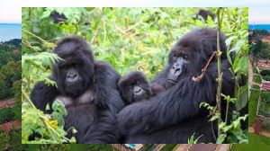Gorillas in Bwindi National park 